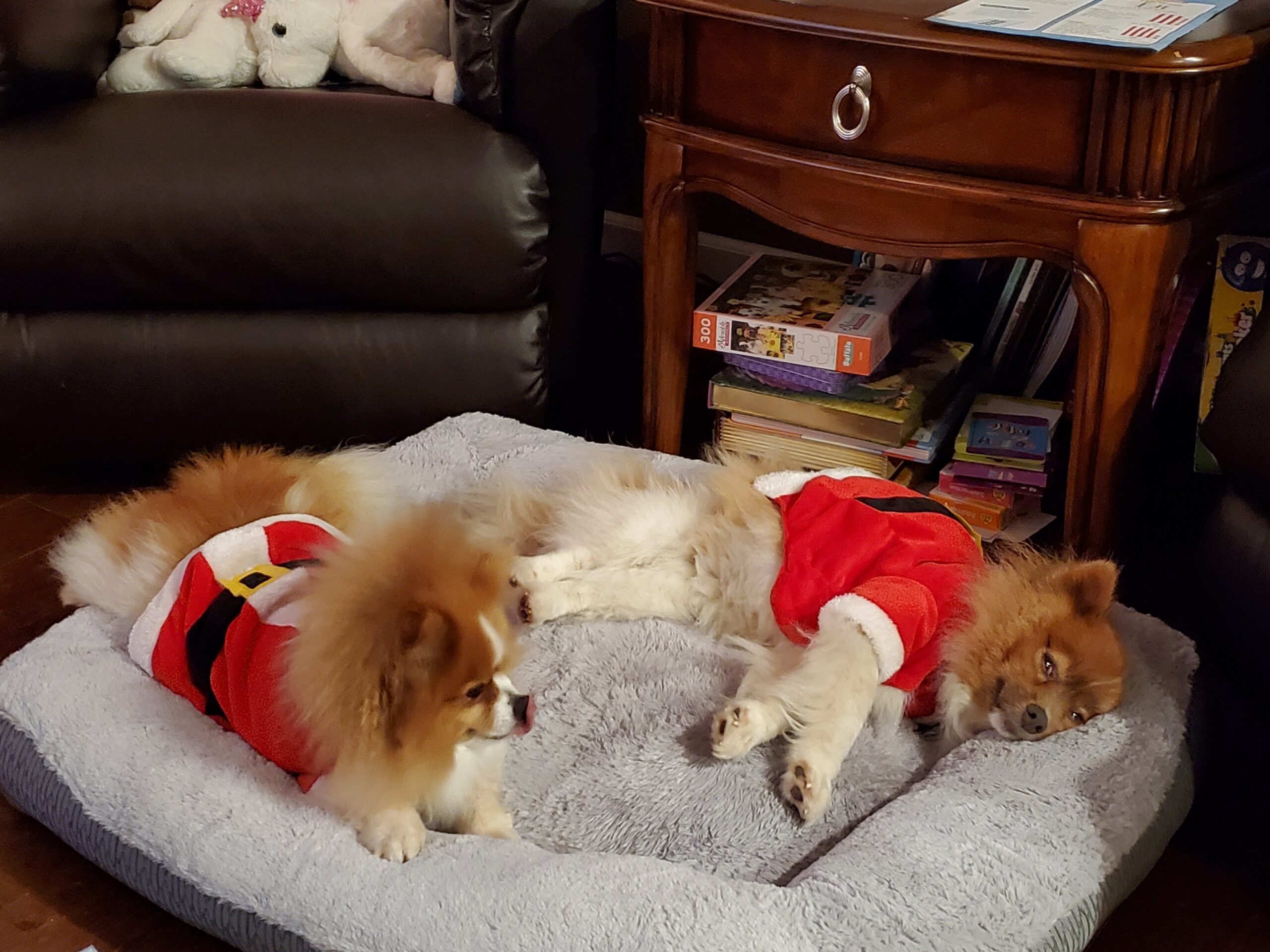 Two small dogs in red outfits find comfort as they relax on a gray pet bed in the living room. A wooden side table with magazines and books offers a backdrop of peace.