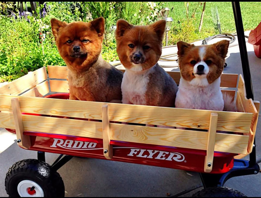 Three fluffy dogs with short haircuts sit in a cozy red Radio Flyer wagon, outdoors on a sunny day, offering a sense of comfort and peace.