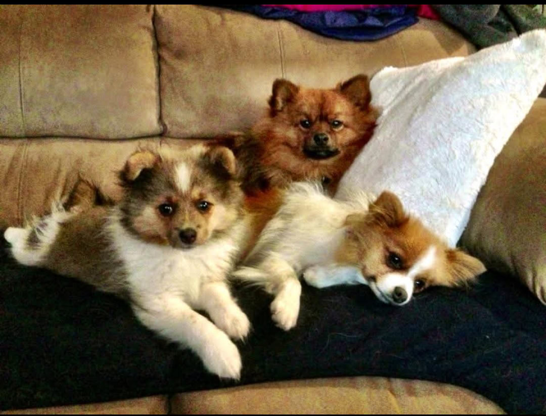 Three small dogs lie on a couch in comfort, with the two in front sitting upright and the one behind them partially resting on a pillow.