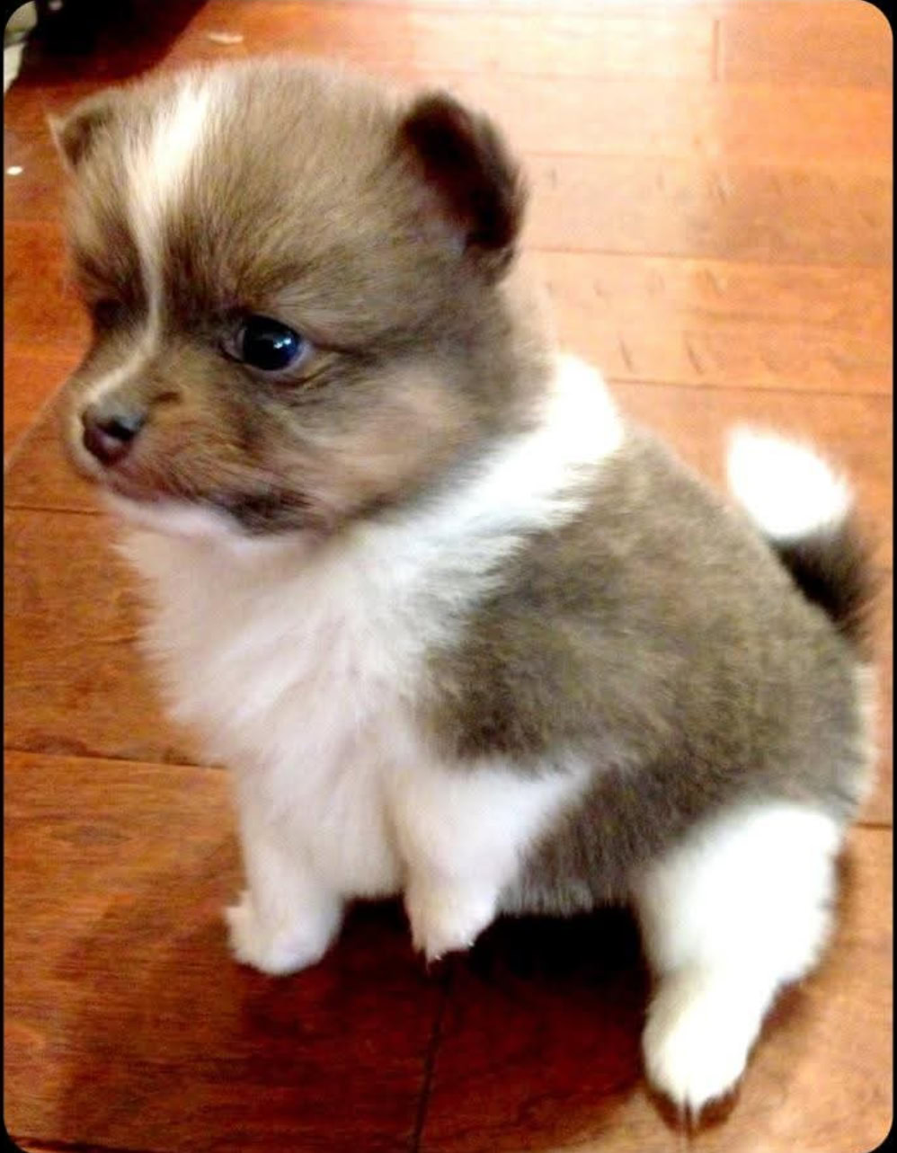 A fluffy brown and white puppy sits on a wooden floor, looking sideways, offering a peaceful sense of comfort.